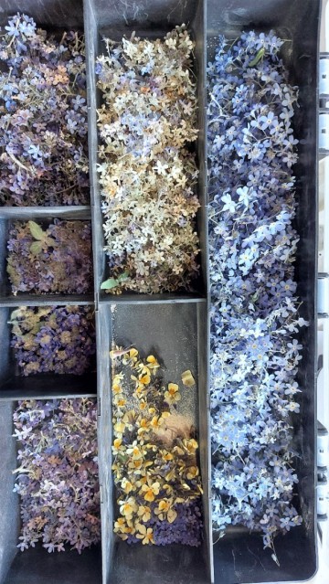 Bak met gedroogde vergeet mij nietjes